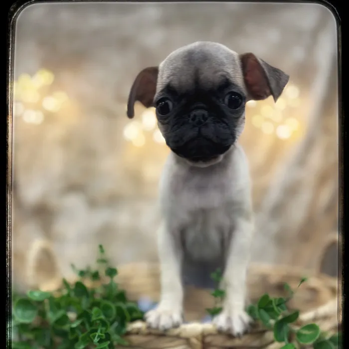 Female Pug puppy named Fifi for sale at Idaho Puppy - Nampa.