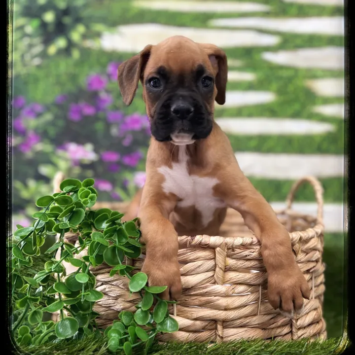 Female Boxer puppy named Willow for sale at Idaho Puppy - Meridian.