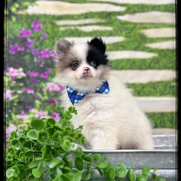 Male Pomeranian puppy named Keanu for sale at Idaho Puppy - Coeur d'Alene.