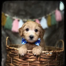 Male Mini Goldendoodle puppy named Ben for sale at Idaho Puppy - Nampa.
