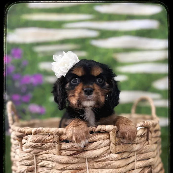 Female Cavalier King Charles Spaniel puppy named Acadia for sale at Idaho Puppy - Coeur d'Alene.