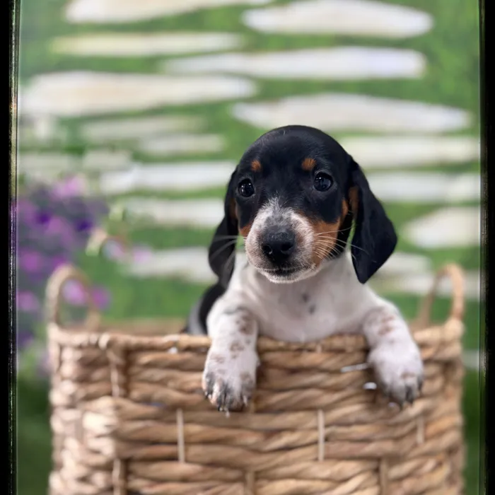 Female Mini Dachshund puppy named Kayla for sale at Idaho Puppy - Nampa.