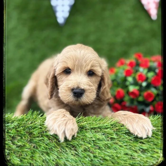 Male Mini Goldendoodle puppy named Simba for sale at Idaho Puppy - Twin Falls.