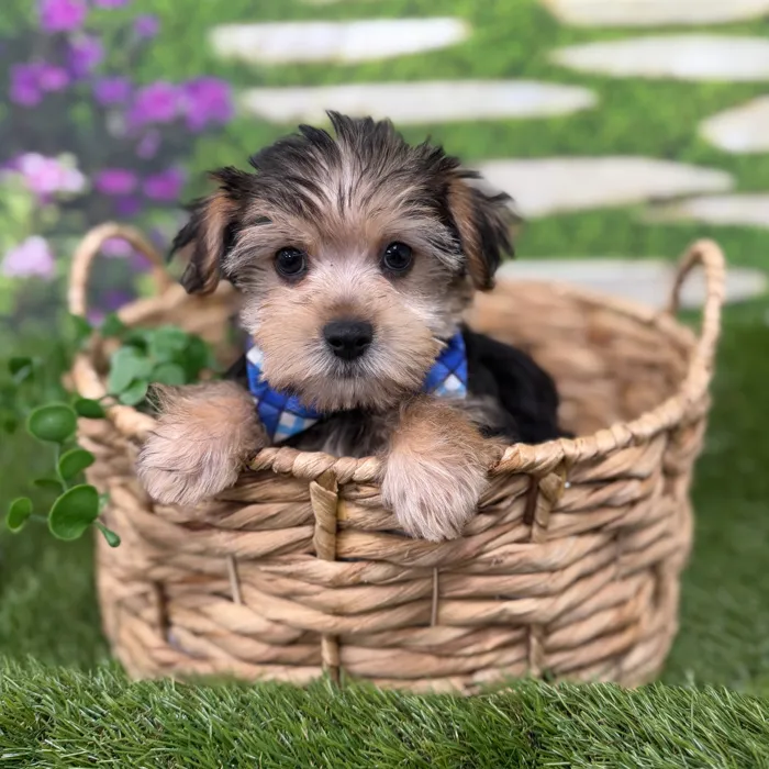 Male Morkie puppy named James for sale at Idaho Puppy - Nampa.