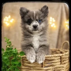 Male Pomeranian puppy named Bronco for sale at Idaho Puppy - Nampa.