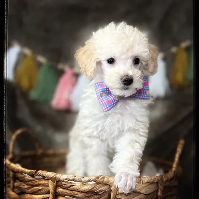 Available puppies