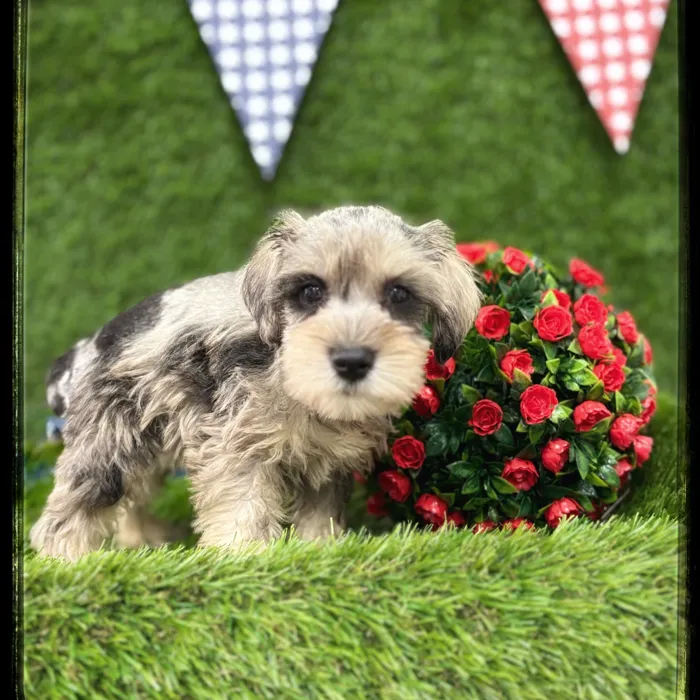 Female Mini Schnauzer puppy named Tallulah for sale at Idaho Puppy - Meridian.
