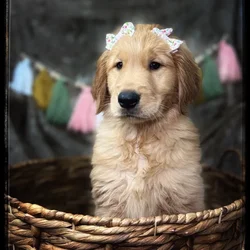 car_main_img