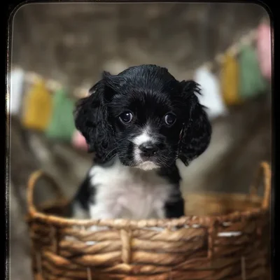 Male Cockalier puppy named Oak for sale at Idaho Puppy - Nampa.