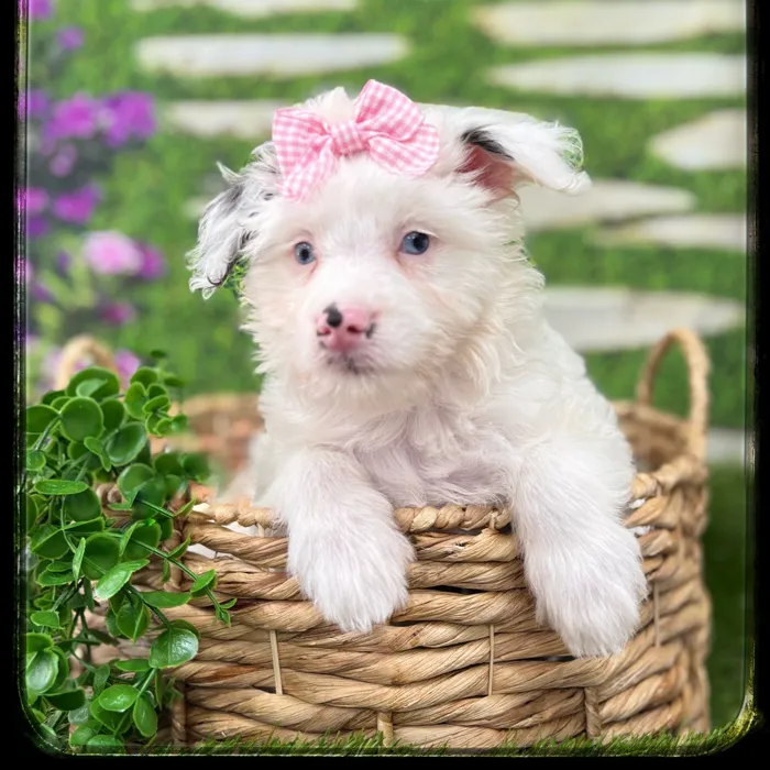 Female Mini Aussiedoodle puppy named Shirley for sale at Idaho Puppy - Twin Falls.
