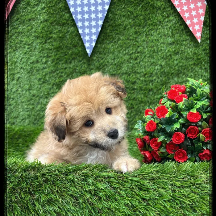 Female Pom-A-Poo puppy named Clara for sale at Idaho Puppy - Twin Falls.