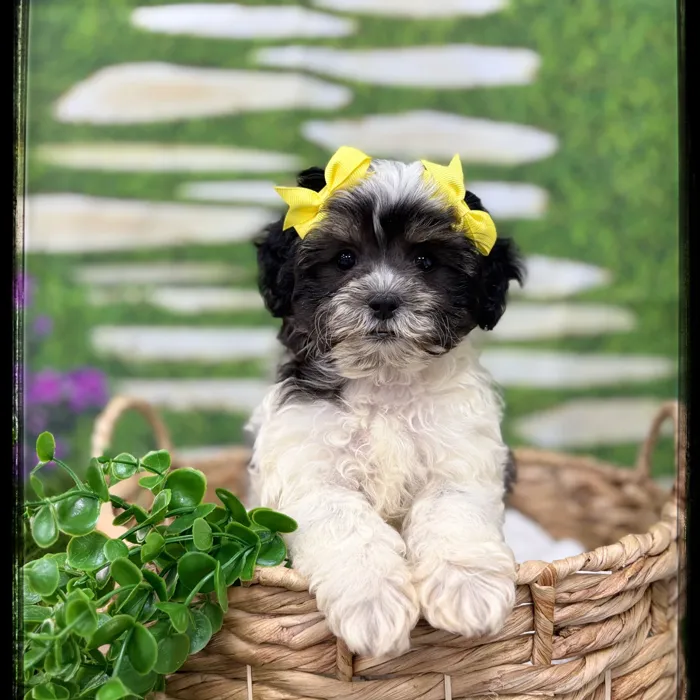 Female Shipoo puppy named Eliza for sale at Idaho Puppy - Twin Falls.
