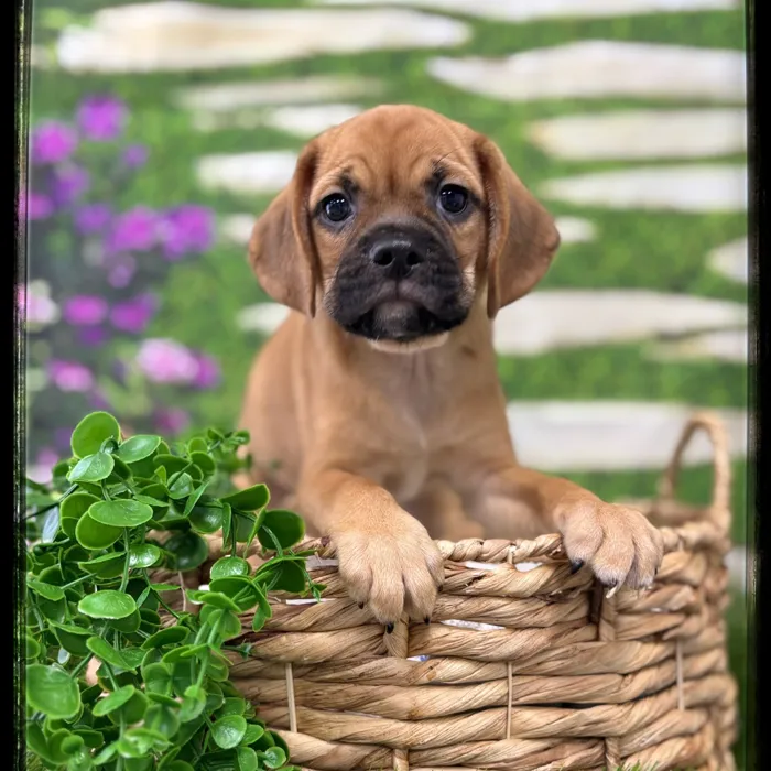 Male Puggle puppy named Doug for sale at Idaho Puppy - Coeur d'Alene.