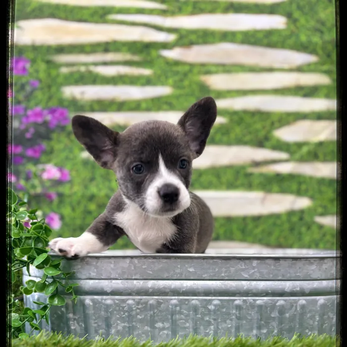 Male Frenchi Corgi puppy named Tuff for sale at Idaho Puppy - Meridian.