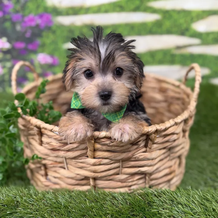Male Morkie puppy named Johnny for sale at Idaho Puppy - Twin Falls.
