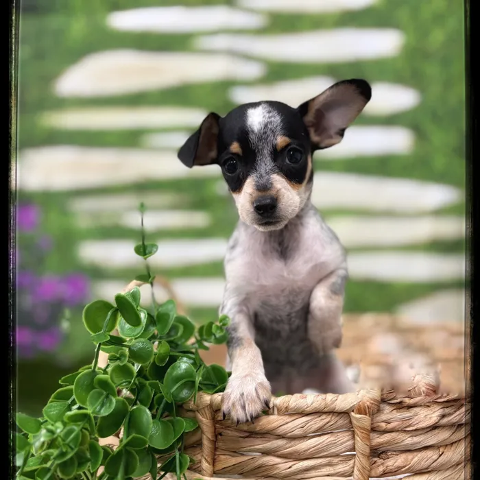 Female Chiweenie puppy named Mariah for sale at Idaho Puppy - Twin Falls.
