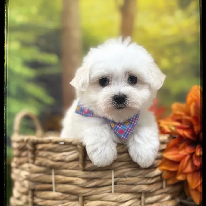 Male Maltese puppy named Mark for sale at Idaho Puppy - Coeur d'Alene.