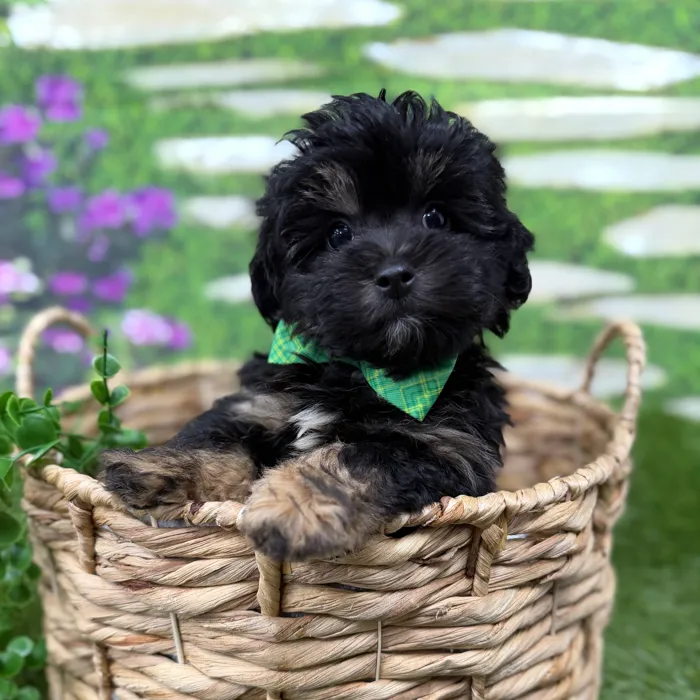 Male Shipoo puppy named Dale for sale at Idaho Puppy - Nampa.