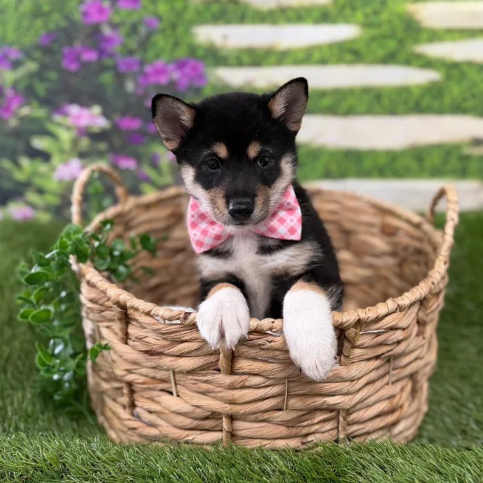 Male Shiba Inu puppy named Jack for sale at Idaho Puppy - Coeur d'Alene.