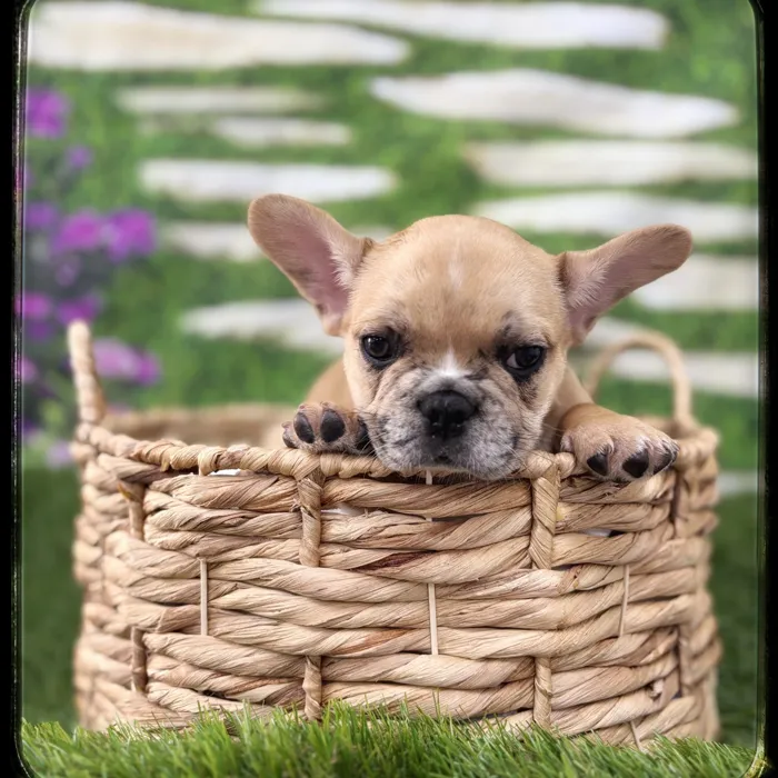 Male French Bulldog puppy named Ozzy for sale at Idaho Puppy - Coeur d'Alene.
