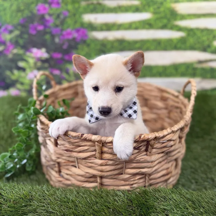 Male Shiba Inu puppy named Kenai for sale at Idaho Puppy - Twin Falls.
