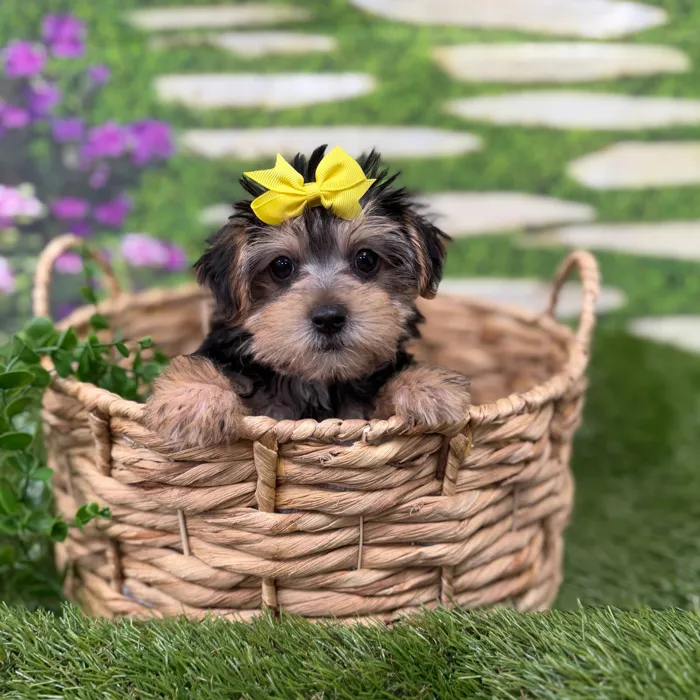 Female Morkie puppy named Sadie for sale at Idaho Puppy - Coeur d'Alene.