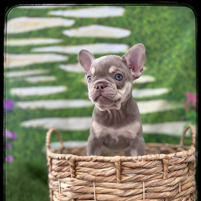 Female French Bulldog puppy named Indie for sale at Idaho Puppy - Nampa.