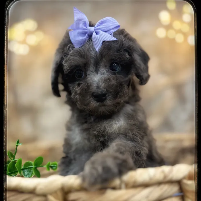 Female Poodle puppy named Blair for sale at Idaho Puppy - Meridian.