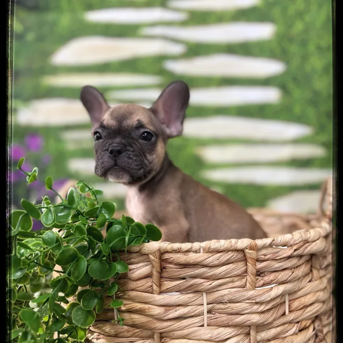 Male French Bulldog puppy named Hercules for sale at Idaho Puppy - Twin Falls.