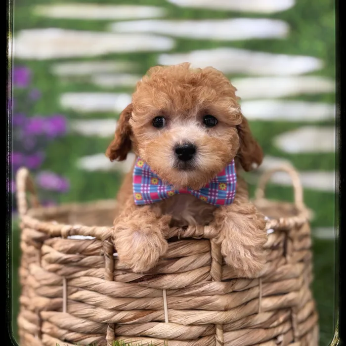 Male Cavapoo puppy named Cedar for sale at Idaho Puppy - Coeur d'Alene.