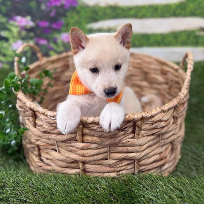 Male Shiba Inu puppy named Gus for sale at Idaho Puppy - Nampa.