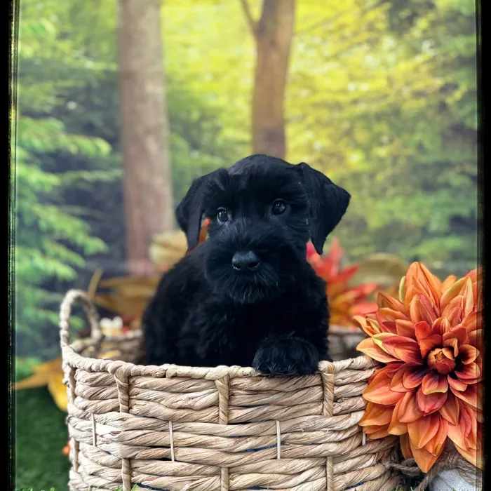 Female Giant Schnauzer puppy named Jazz for sale at Idaho Puppy - Meridian.