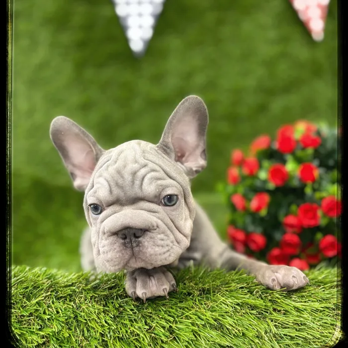 Male French Bulldog puppy named Justice for sale at Idaho Puppy - Coeur d'Alene.