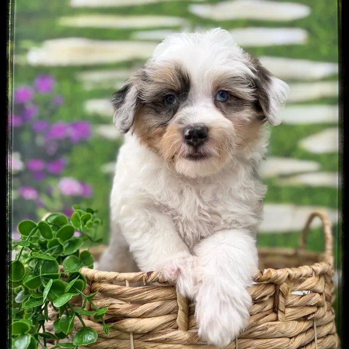 Male Mini Aussiedoodle puppy named Stanley for sale at Idaho Puppy - Twin Falls.