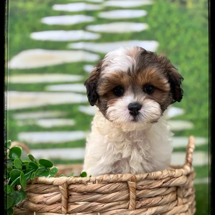Male Shipoo puppy named Hugo for sale at Idaho Puppy - Meridian.