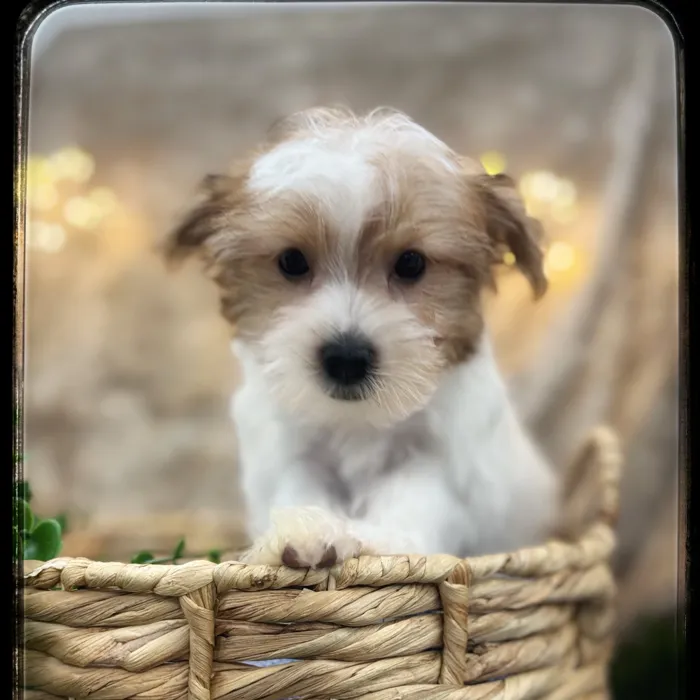 Male Yorkie puppy named Presley for sale at Idaho Puppy - Twin Falls.