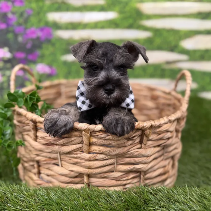 Male Mini Schnauzer puppy named Winston for sale at Idaho Puppy - Twin Falls.