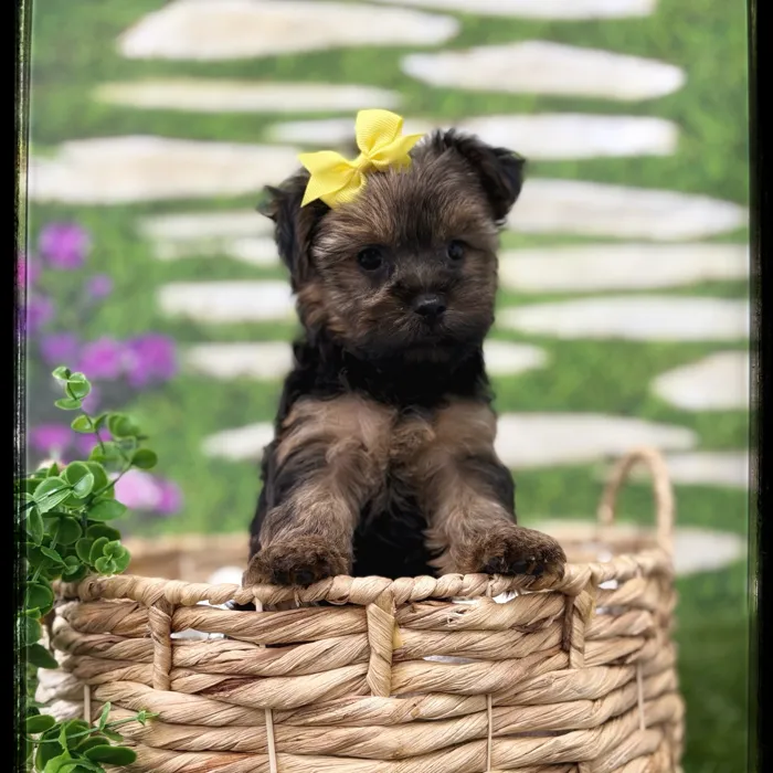 Female Yorkie puppy named Gigi for sale at Idaho Puppy - Coeur d'Alene.
