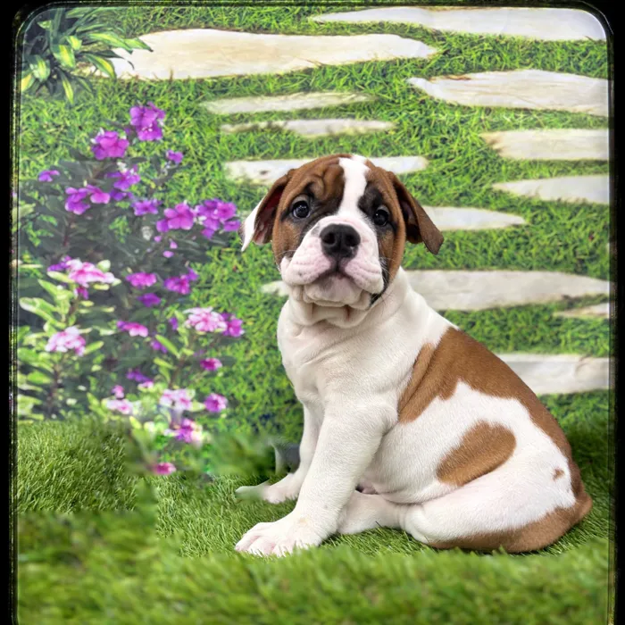 Male Olde Bulldog puppy named Meatball for sale at Idaho Puppy - Twin Falls.