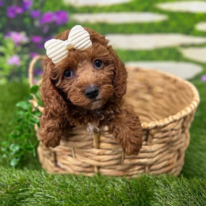 Female Cavapoo puppy named Goldie for sale at Idaho Puppy - Nampa.