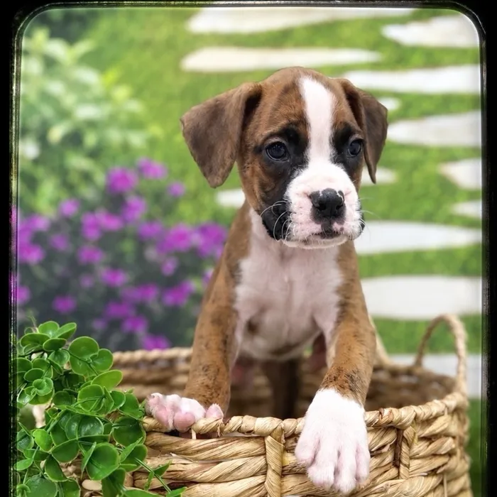 Male Boxer puppy named Nitro for sale at Idaho Puppy - Twin Falls.