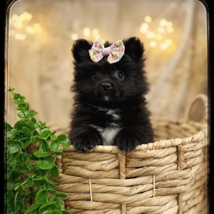 Female Pomeranian puppy named Bentley for sale at Idaho Puppy - Coeur d'Alene.