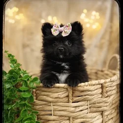 Female Pomeranian puppy named Bentley for sale at Idaho Puppy - Nampa.