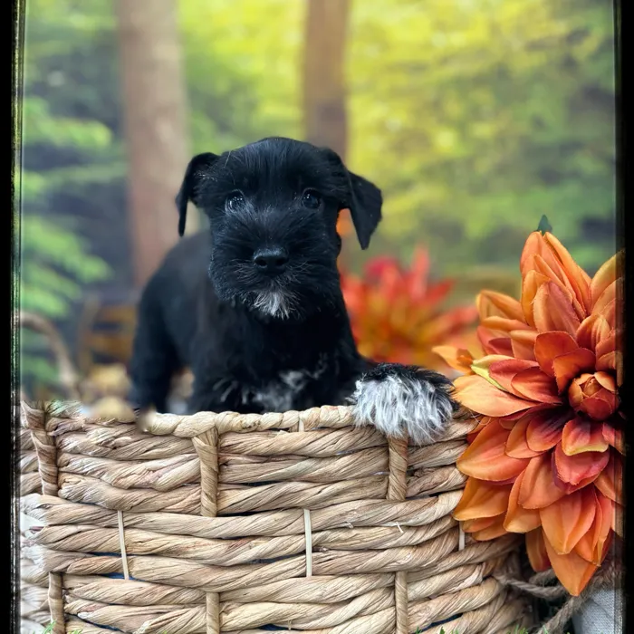 Female Mini Schnauzer puppy named Clover for sale at Idaho Puppy - Coeur d'Alene.
