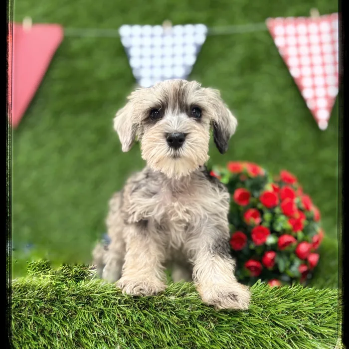 Female Mini Schnauzer puppy named Dorothy for sale at Idaho Puppy - Twin Falls.