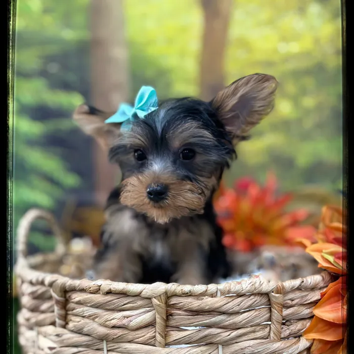 Female Yorkie puppy named Lynn for sale at Idaho Puppy - Nampa.