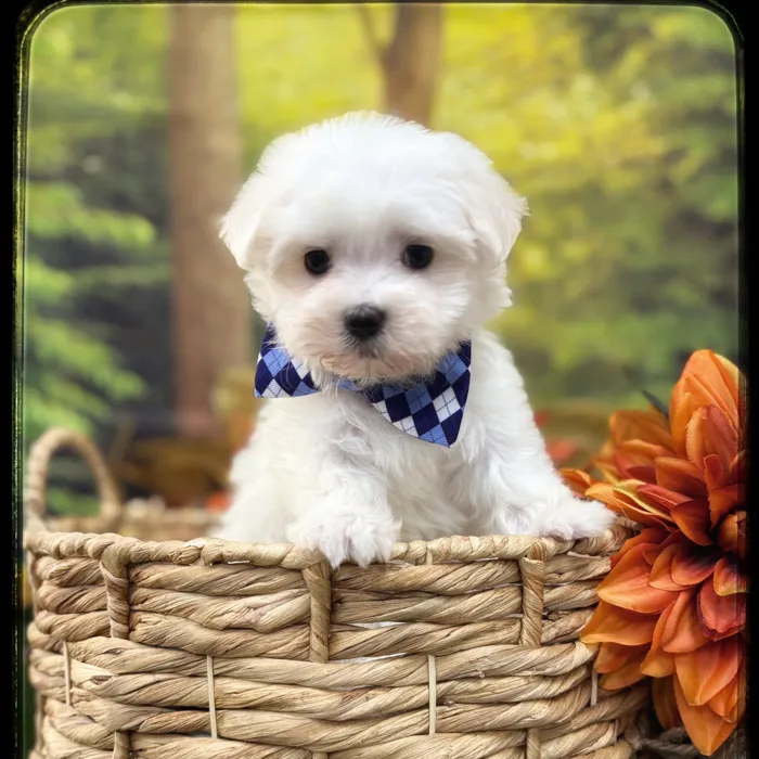 Male Maltese puppy named Luke for sale at Idaho Puppy - Coeur d'Alene.