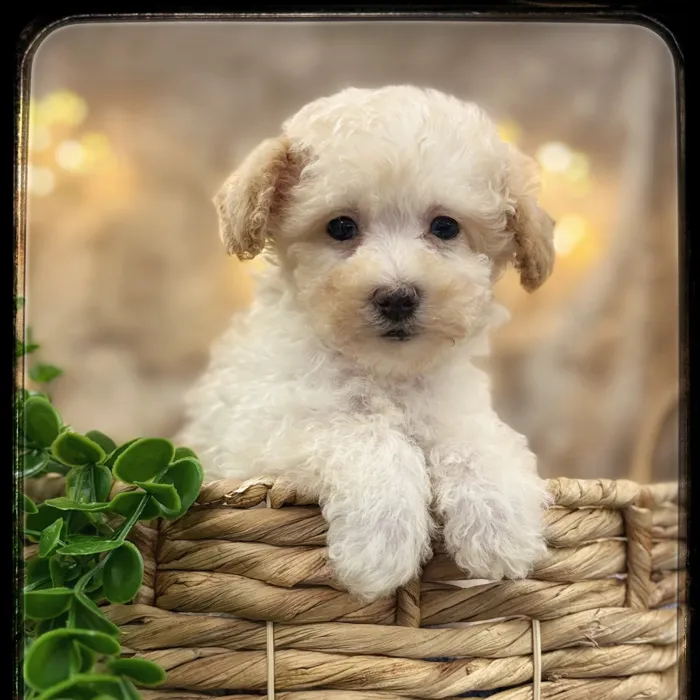 Male Poodle puppy named Joey for sale at Idaho Puppy - Coeur d'Alene.