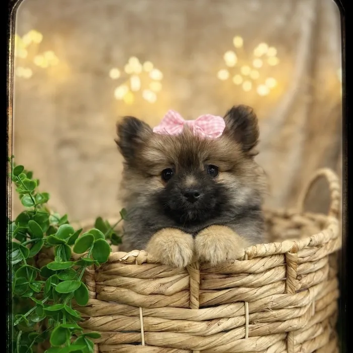 Female Pomeranian puppy named Libby for sale at Idaho Puppy - Twin Falls.