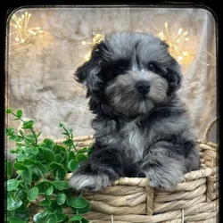 Male Pom-A-Poo puppy named Bingo for sale at Idaho Puppy - Nampa.